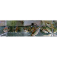 8 diamond tetras