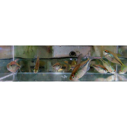 8 diamond tetras