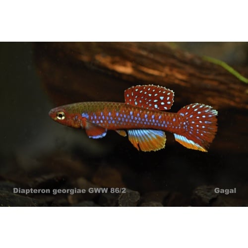 Diapteron georgiae GWW 86/2 (30eggs)