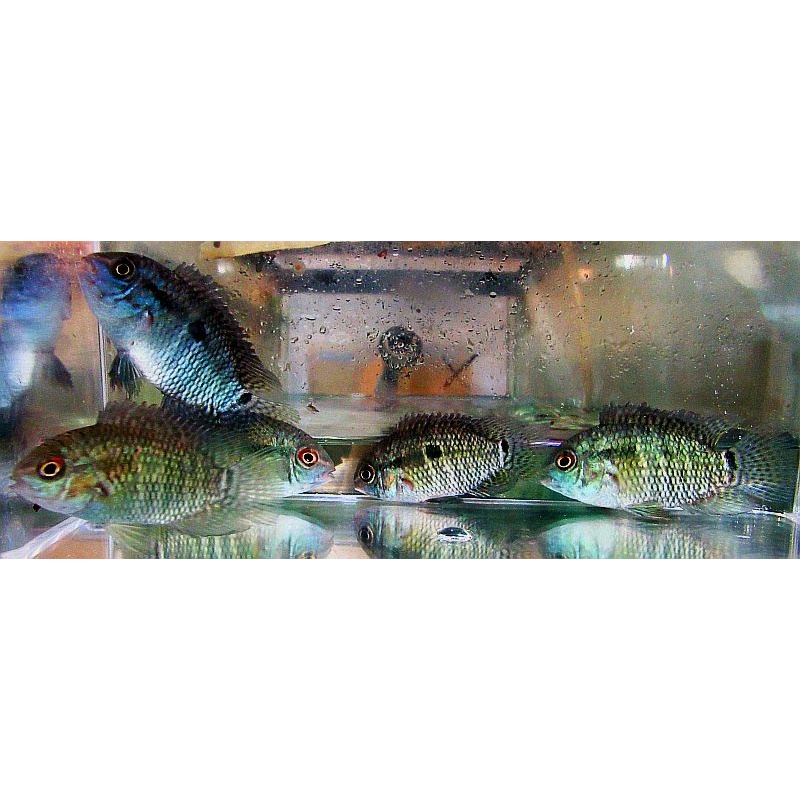 4 dimerus cichlids