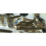 group of 4 dojo loaches