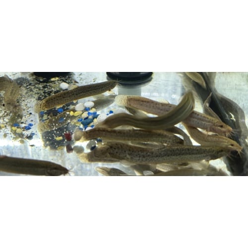 group of 4 dojo loaches