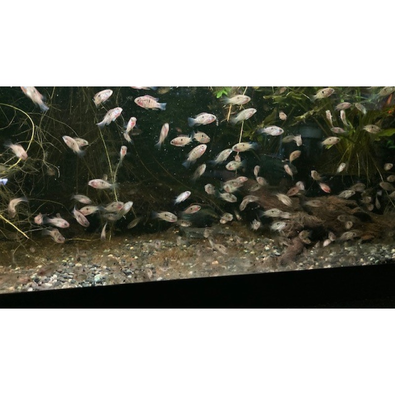 Free, up to 6-3 month old L. Dorsigera (Red Breast Acara)!!!  Pick up in Santa Rosa, CA Area.