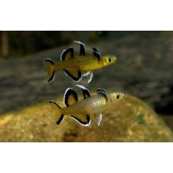Honey Blue Eye (Pseudomugil Mellis)