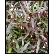 12 bunches dragons tongue
