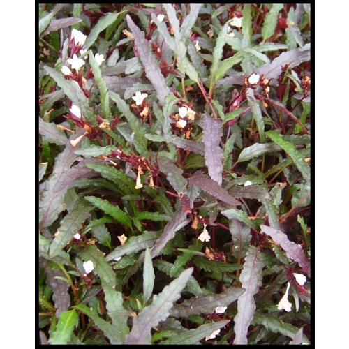 12 bunches dragons tongue