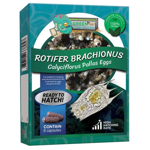 Rotifer Brachionus Calyciflorus Pallas Eggs