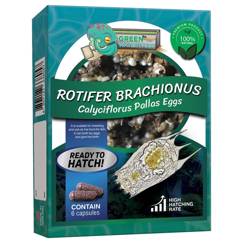 Rotifer Brachionus Calyciflorus Pallas Eggs