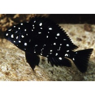 4 duboisi cichlids