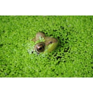 duckweed about palm size