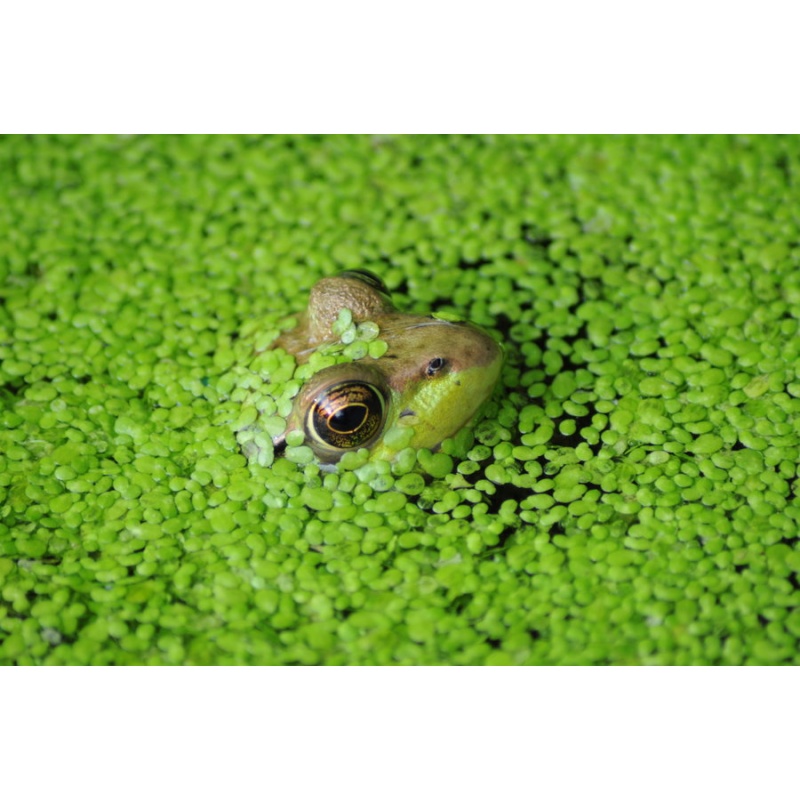 duckweed about palm size