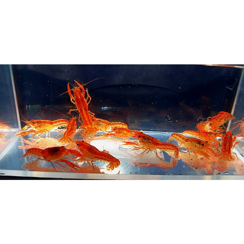 4 orange dwarf mexican crayfish