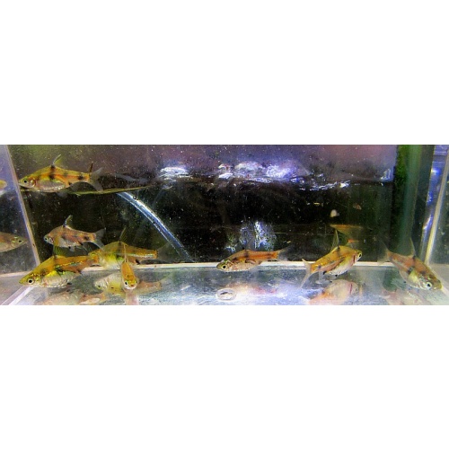6 dwarf golden barbs