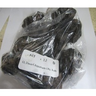 12 dwarf aquarium lily bulbs