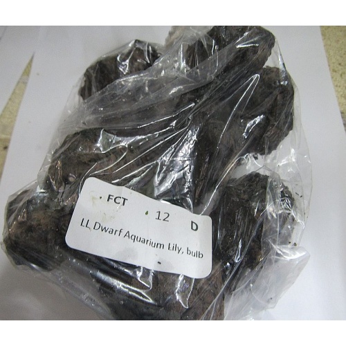 12 dwarf aquarium lily bulbs