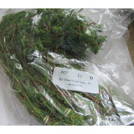 12 bunches, 36 plus stems of dwarf red parrot feather