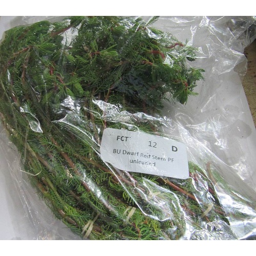 12 bunches, 36 plus stems of dwarf red parrot feather