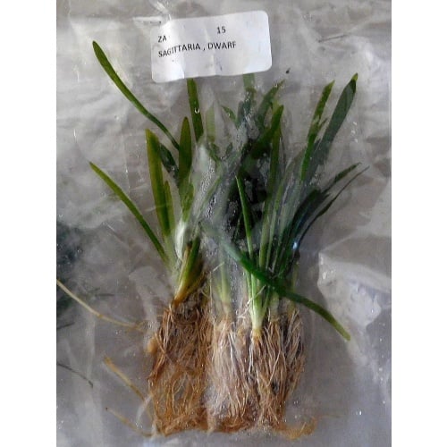 12 bunch dwarf sagittaria