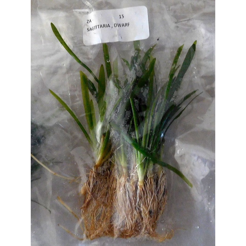 25 dwarf sagittaria