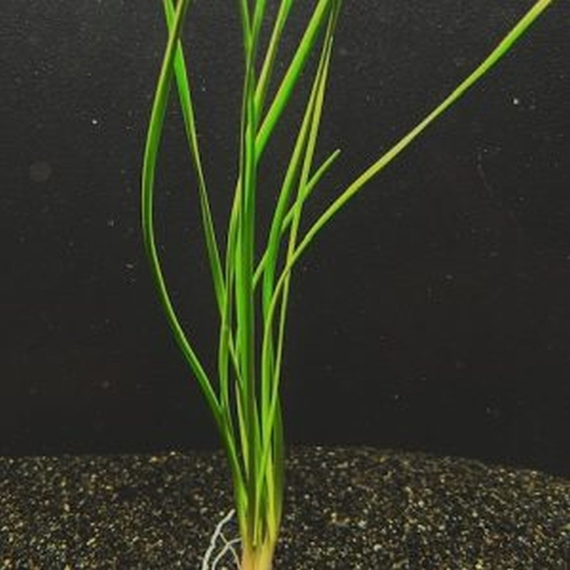 18 dwarf water onion plants
