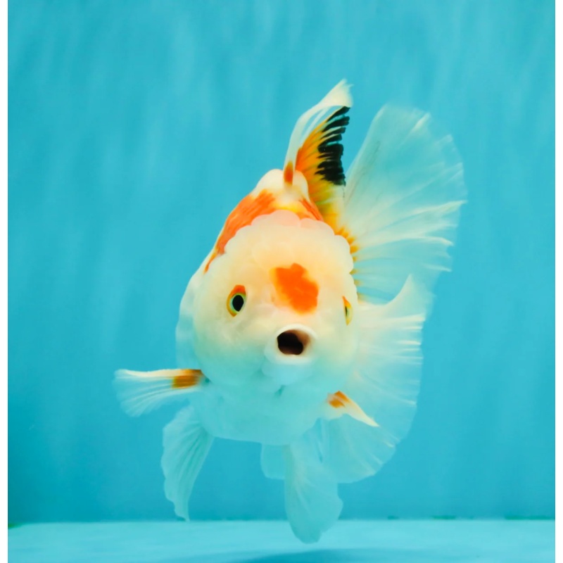 SPECIAL A Grade Red White Oranda Male 6-6.5 inches
