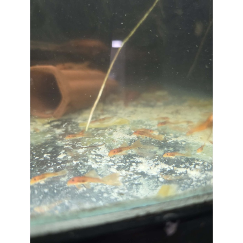 Super Red Longfin Bristlenose Plecos