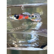 K. Tanaka's PINK SELECT one pair + EXTRAS!