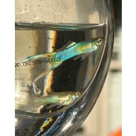 Japan blue double Swordtail live Guppy 1 Pair + Extras!!