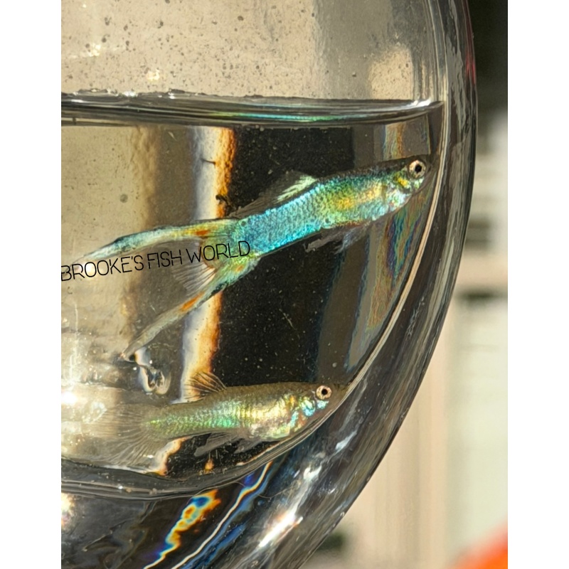 Japan blue double Swordtail live Guppy 1 Pair + Extras!!