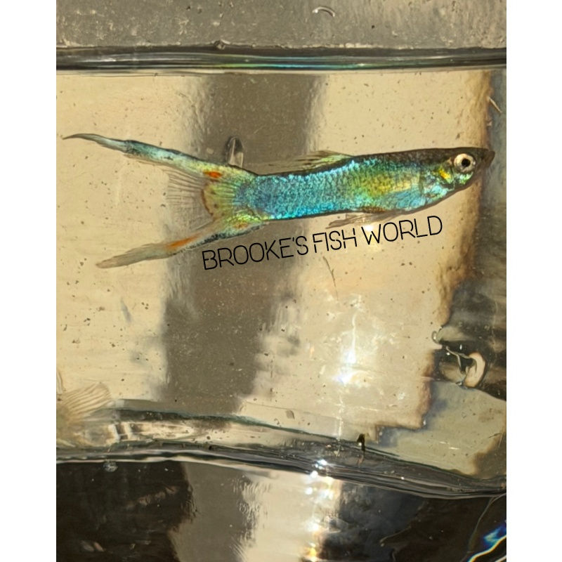Japan blue double Swordtail live Guppy 1 Pair + Extras!!