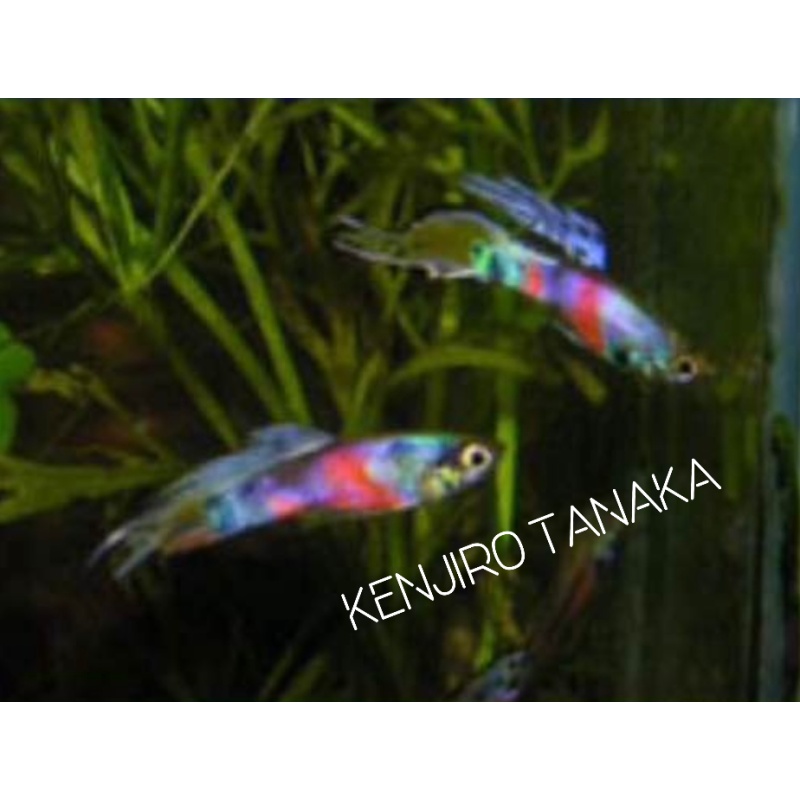K. Tanaka's PINK SELECT one pair + EXTRAS!