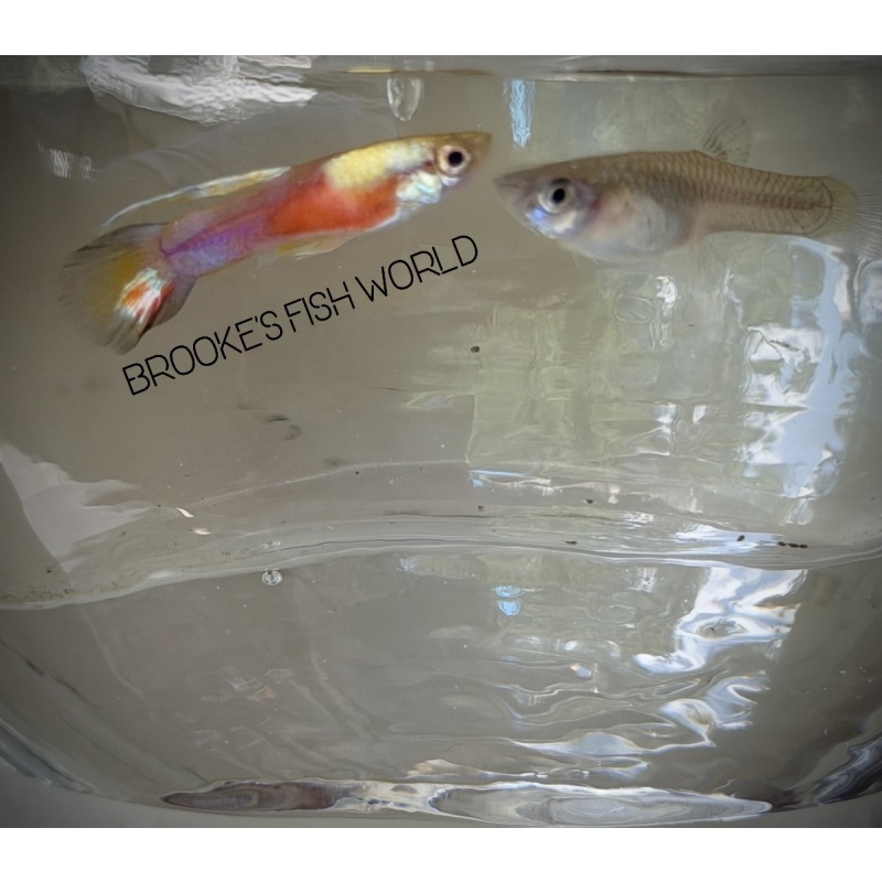 K. Tanaka's Candle Tail guppy 1 pair + Extras!!!