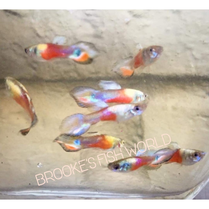 K. Tanaka's Candle Tail guppy 1 pair + Extras!!!