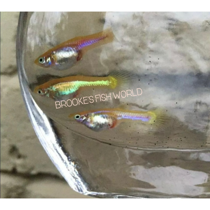 K. Tanaka's Candle Tail guppy 1 pair + Extras!!!