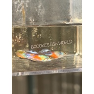 K. Tanaka's Candle Tail guppy 1 pair + Extras!!!