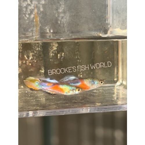 K. Tanaka's Candle Tail guppy 1 pair + Extras!!!