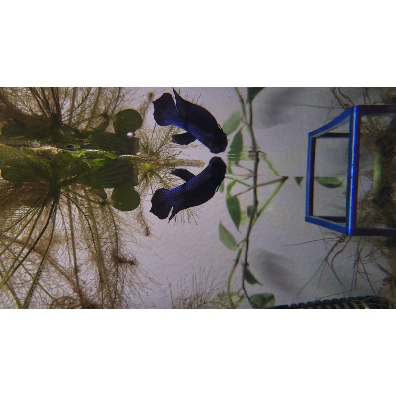 Betta mahachaiensis