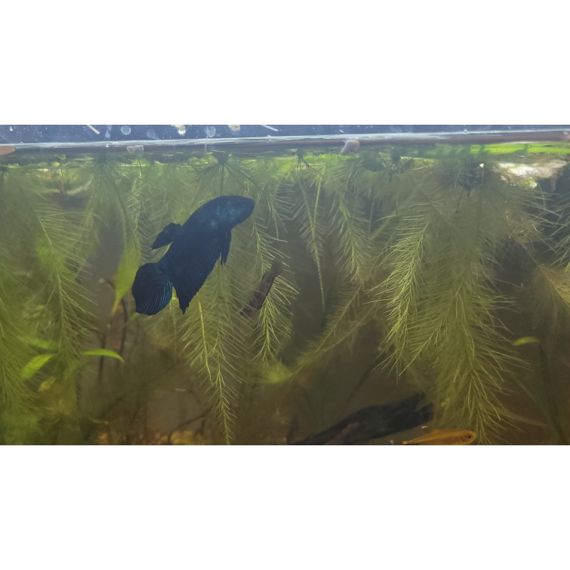 Betta mahachaiensis