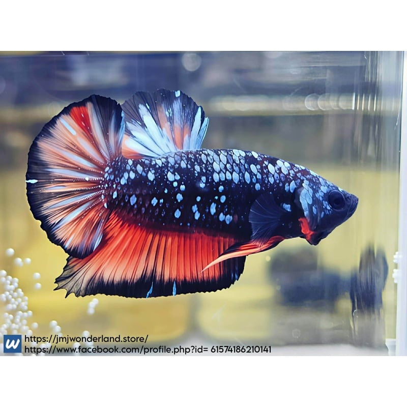 1x Live Orange/Blue Avatar HMPK Male Betta LIVE ARRIVAL GURANTEE (WYSIWYG) F503