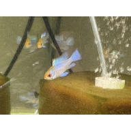WYSIWYG 6 Electric Blue Ram subadults, mixed sex, FREE SHIPPING