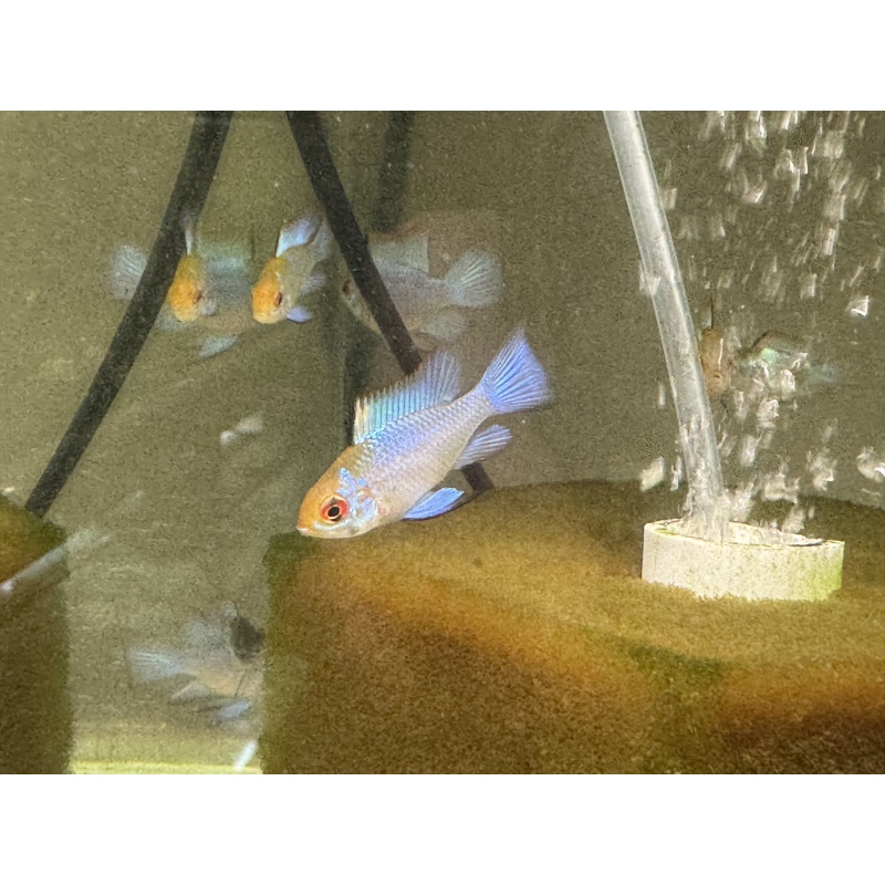 WYSIWYG 6 Electric Blue Ram subadults, mixed sex, FREE SHIPPING