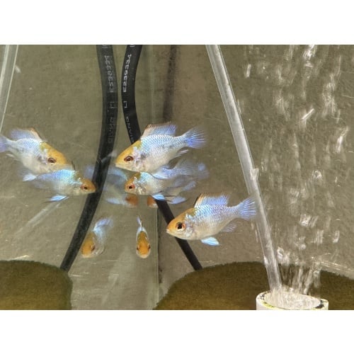 WYSIWYG 6 Electric Blue Ram subadults, FREE FEDEX 2 DAY SHIPPING