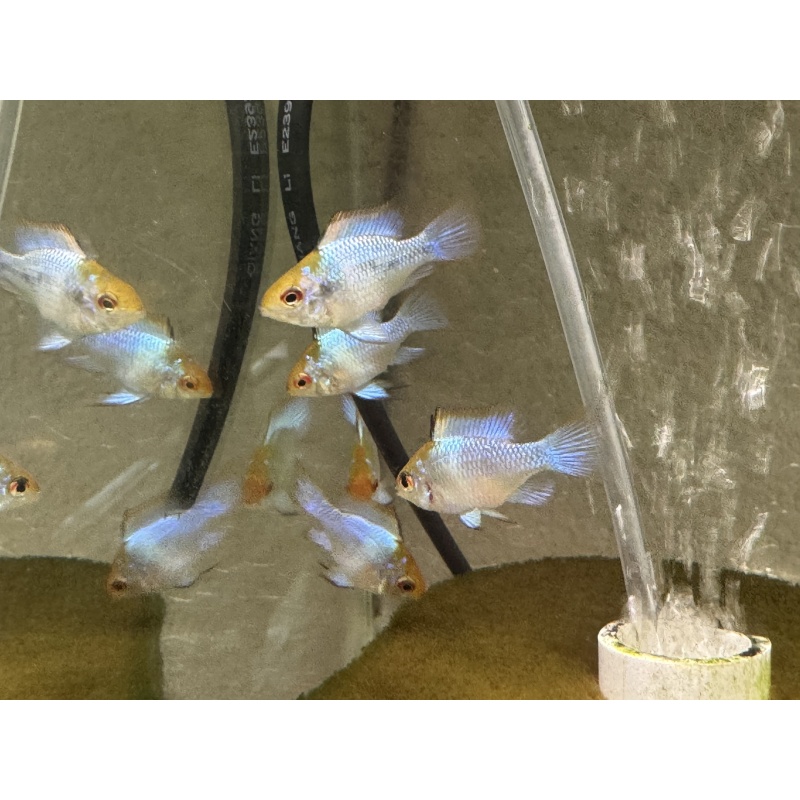 6 Electric Blue Ram subadults, FREE FEDEX 2 DAY SHIPPING