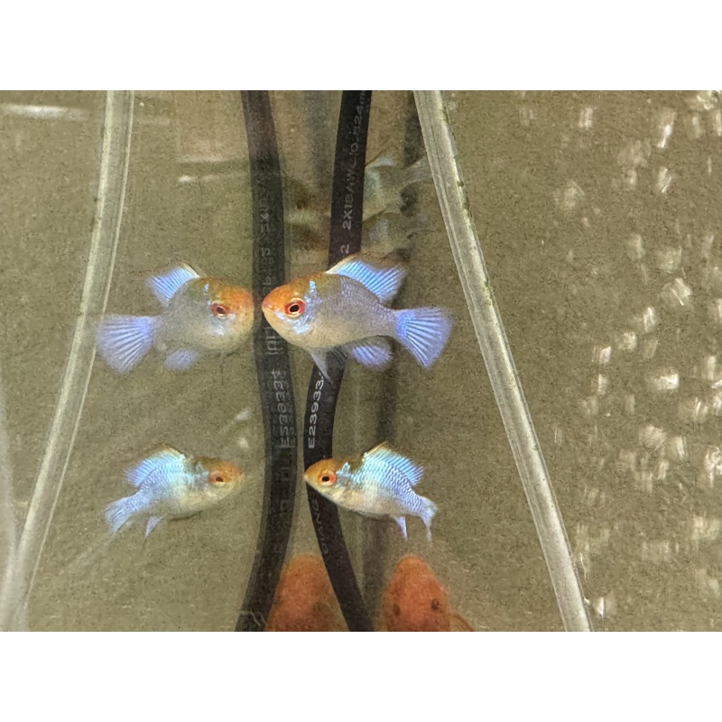 6 Electric Blue Ram subadults, FREE FEDEX 2 DAY SHIPPING