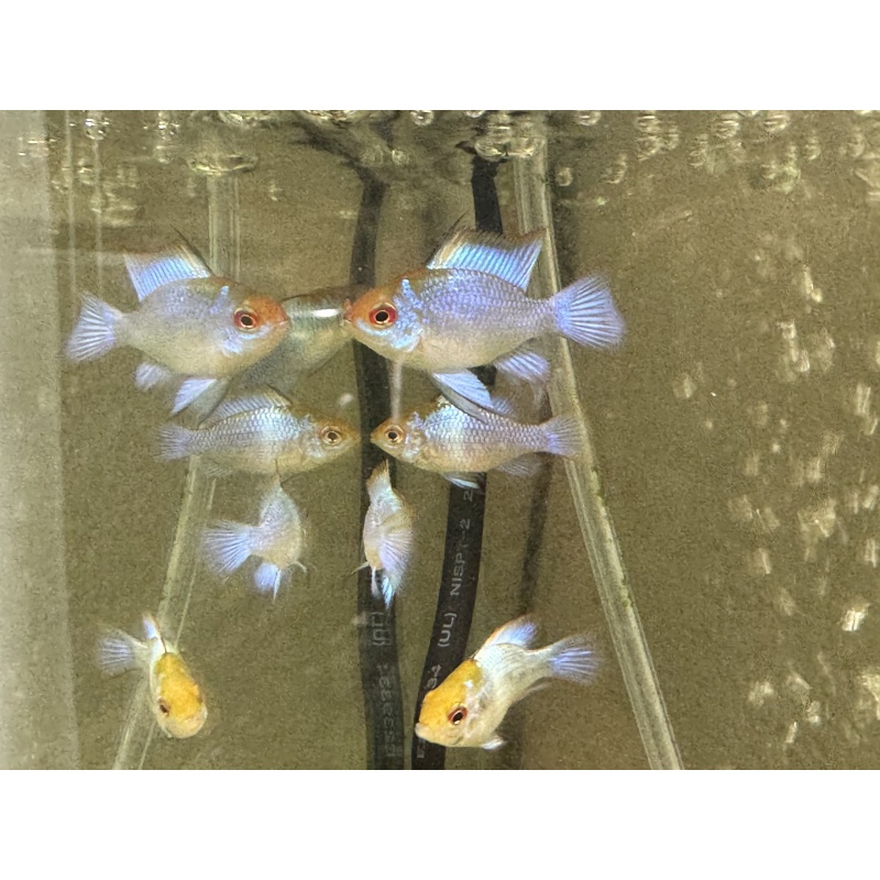 6 Electric Blue Ram subadults, FREE FEDEX 2 DAY SHIPPING