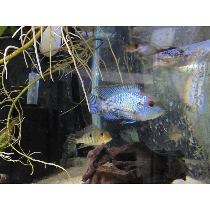 Electric Blue Acara 1-1.5 inch