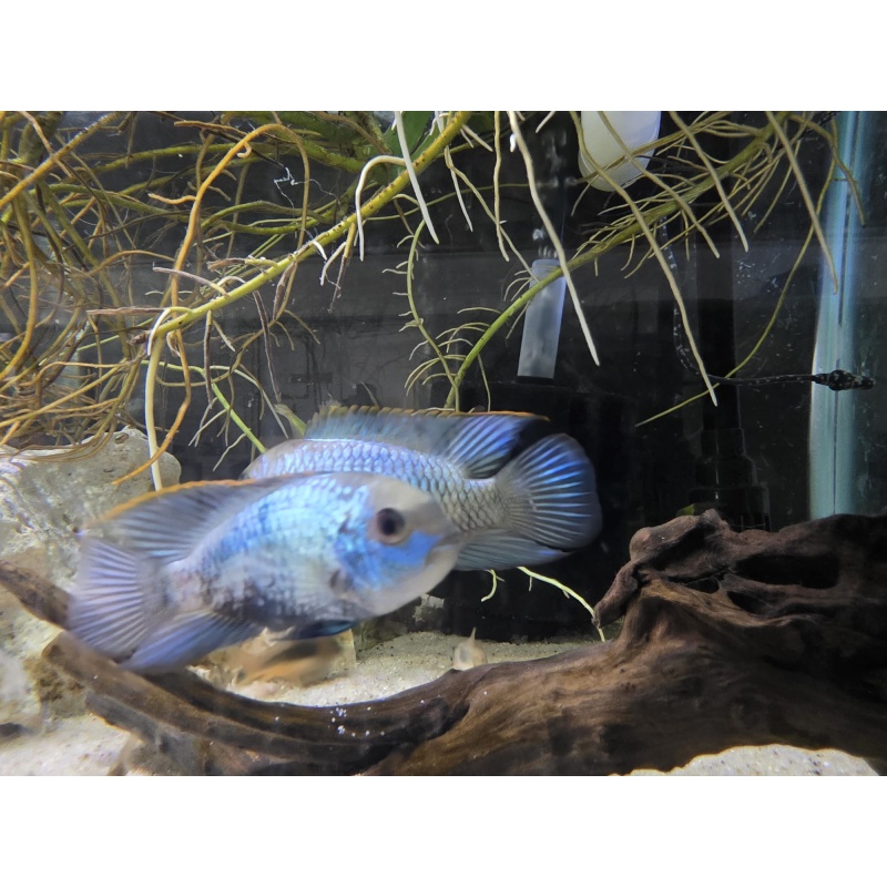 Electric Blue Acara 1-1.5 inch