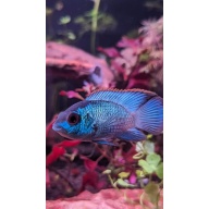 Electric Blue Acara 1-1.5 inch