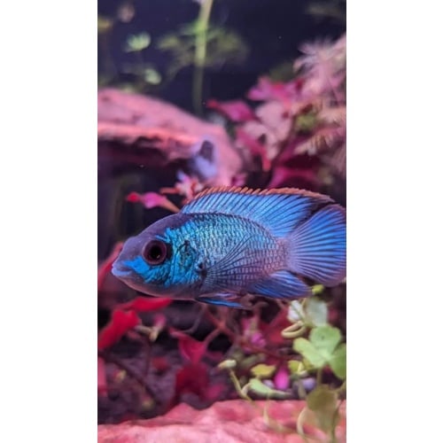 Electric Blue Acara 1-1.5 inch