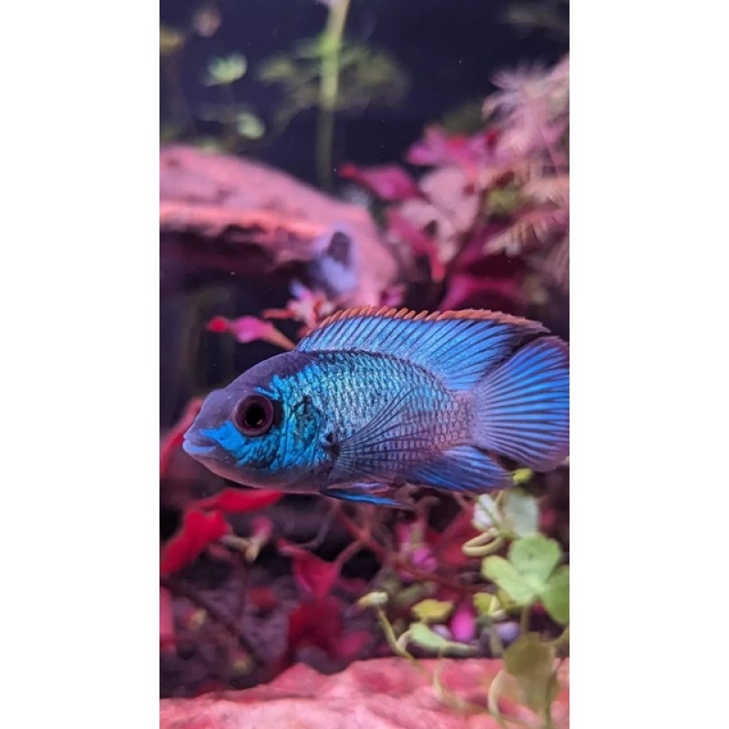 Electric Blue Acara 1-1.5 inch